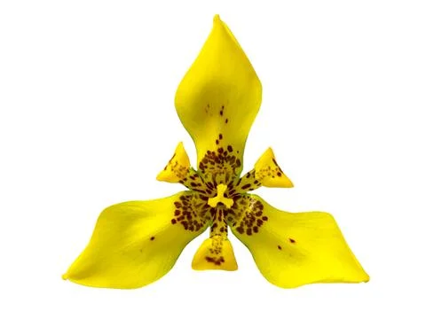 Single iris pseudacorus flower isolated, botanical beauty Foto stock