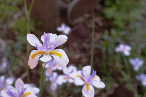 Single iris soft  flowers and leaves background Stock Photos
