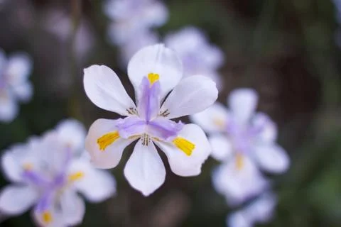 Single irish soft flower background Stock Photos
