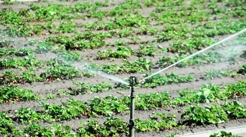 Single Irrigation Sprinkler HD Stock Footage 11495597