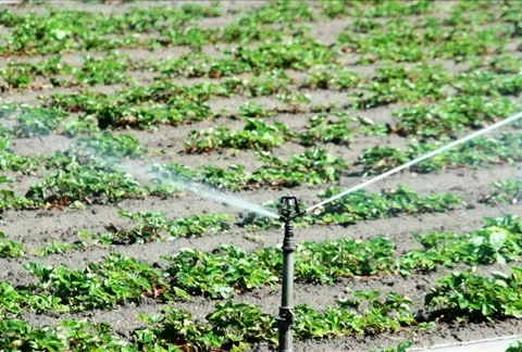 Single Irrigation Sprinkler NTSC Stock Footage 11495590