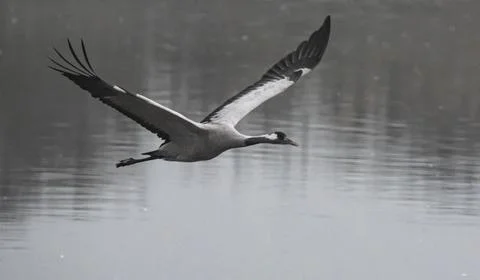A single isolated Common crane bird flying, Stock Photos