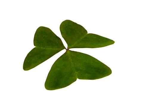 Single Isolated Green Three Leaf Clover on White Background Stock Photos