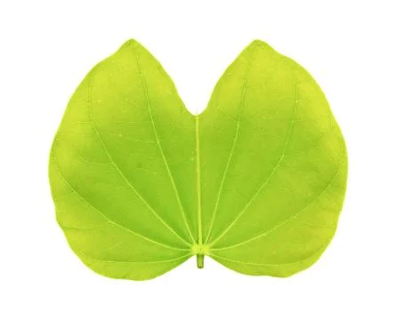 Single isolated leaf on a white background Foto stock