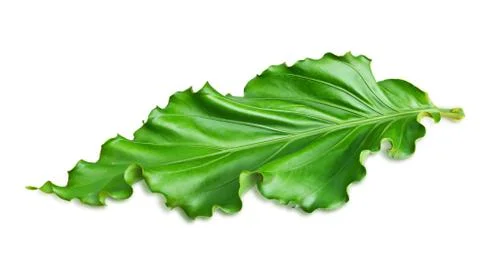 Single isolated leaf on a white background Stock Photos