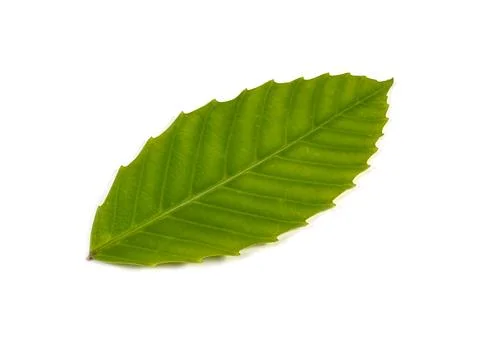 Single isolated leaf on a white background Stock Photos