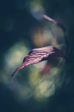 Single isolated purple leaf. Foto stock