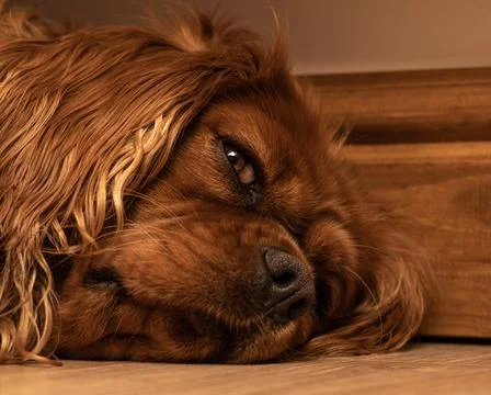 A single isolated ruby Cavalier King Charles Spaniel lying on the floor. Foto stock