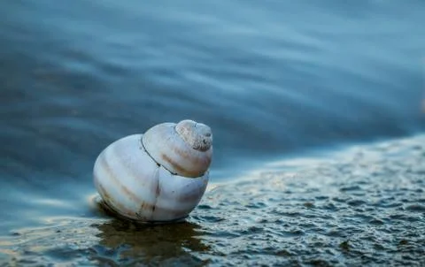 Single isolated snail shell on the shore of a lake. Stock Photos
