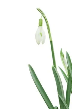 Single isolated snowdrop Stock Photos