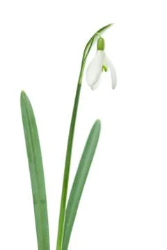 Single isolated snowdrop Stock Photos