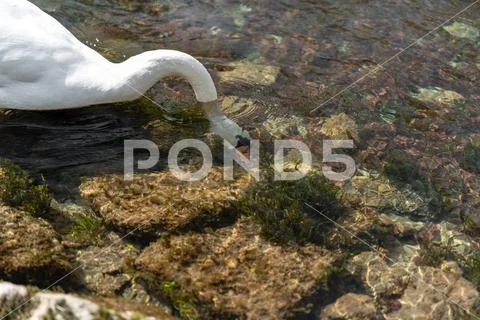 A single isolated white Swan on the River Lathkill, Peak District, Derbyshire Stock Photos