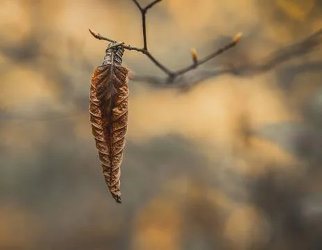 A single isolated wrinkled dried leaf hanging from the tree branch. Stock-Fotos