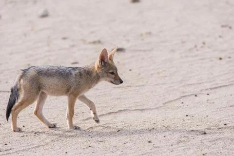 Single Jackal pup profile Stock Photos