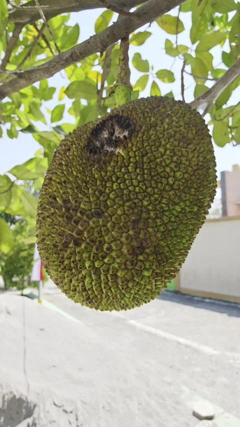 A single jackfruit hanging on a tree branch with a damaged spot on its skin Stock Footage 341650961