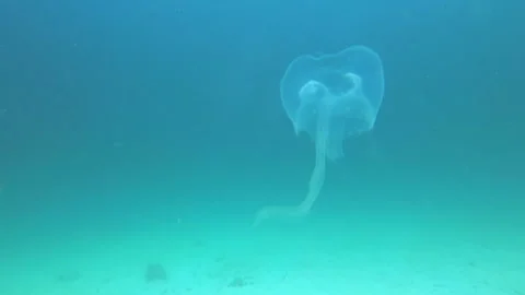 Single Jelly Fish in Phuket waters Stock Footage 139614387