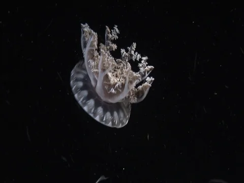 Single Jellyfish Stock Footage 98470027