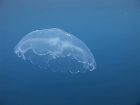 Single Jellyfish Stock Footage 98470302