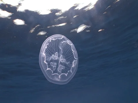 Single Jellyfish Stock Footage 98470401