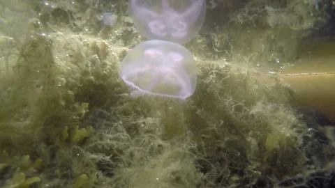 Single jellyfish in the ocean Stockbeeldmateriaal 83859574