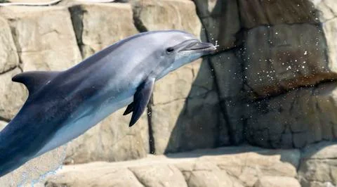 Single jumping bottlenose dolphin Stock Photos