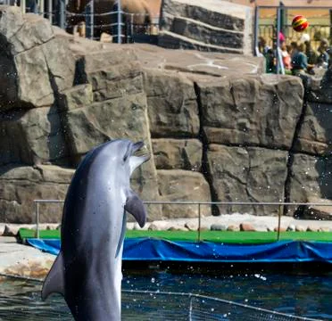 Single jumping bottlenose dolphin Foto stock
