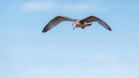 Single juvenile mottled seagull soaring high in clear blue sky with fully s.. Stock Photos