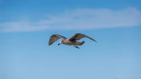 Single juvenile mottled seagull soaring in bright blue sky with its large w.. Stock Photos