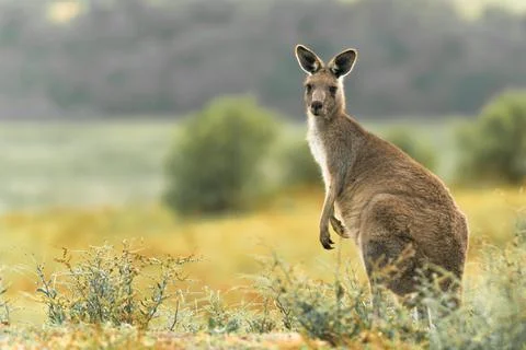 Single Kangaroo curiously modeling in the brush Stock Photos