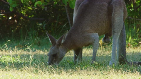Single kangaroo feeding on grass 스톡 동영상 149593294