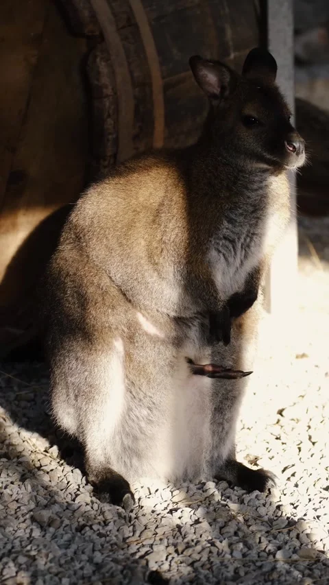 A single kangaroo standing inside an enclosure, with a baby kangaroo partially Stock Footage 327538128