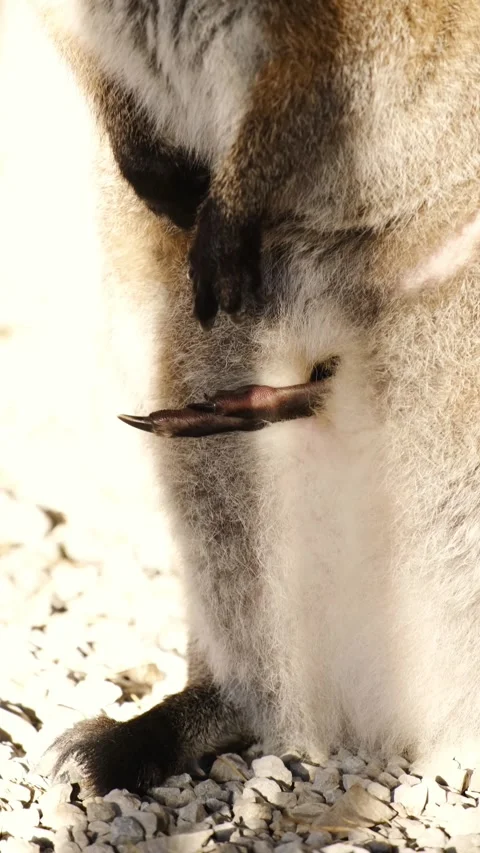A single kangaroo standing inside an enclosure, with a baby kangaroo partially Stock Footage 327538158