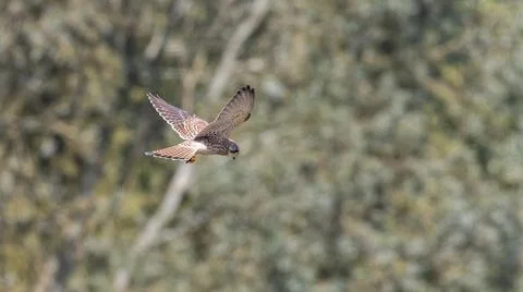 A single Kestrel, bird of prey, hovering in flight Stock Photos