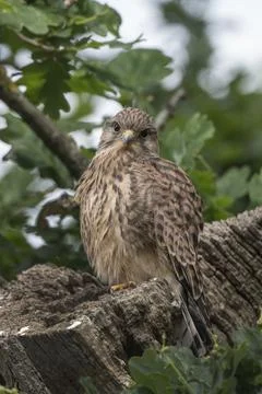 Single Kestrel fledgling Foto stock