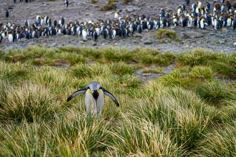 Single king penguin walking through grass away from colony on South Georgia. Stock Photos