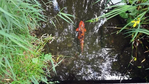 Single Koi Fish Swimming Away in Garden Pond Under Willow Branches Video stock 336784236