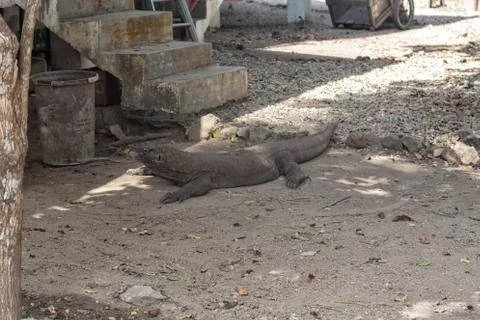 Single Komodo Dragon Stock Photos