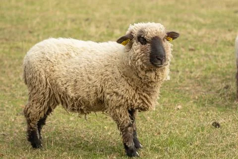 Single lamb in a field in summer. Stock Photos