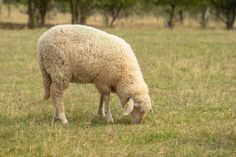 Single lamb in a field in summer. Stock Photos