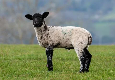 A single lamb in a meadow Stock Photos