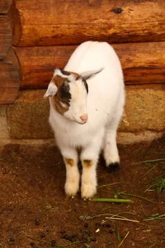 Single lamb Stock Photos