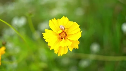 Single Lanceleaf Tickseed with a Snail Video stock 237333001