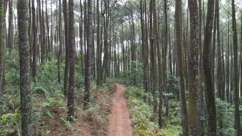 Single lane path or road in dense pine forest Vídeos de archivo 290922465