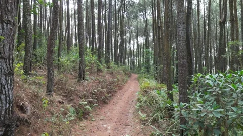 Single lane path or road in dense pine forest Stock-Footage 290927505