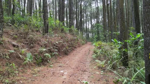 Single lane path or road in dense pine forest Stock-Footage 290928859