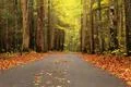 Single lane road autumn 사진