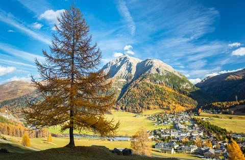 Single larch tree in Engadin valley, Switzerland Stock Photos