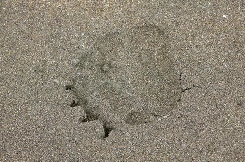 Single large bear print in wet sand Stock Photos