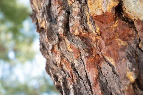 Single large bee on the bark of a brown tree, closeup view Stock Photos