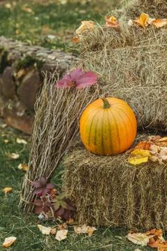 Single large classic orange pumpkin on haystack with autumn foliage Stock Photos